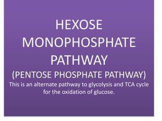 HEXOSE
MONOPHOSPHATE
PATHWAY
(PENTOSE PHOSPHATE PATHWAY)
This is an alternate pathway to glycolysis and TCA cycle
for the oxidation of glucose.
 