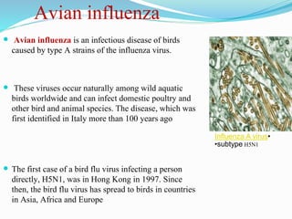 Avian influenza
 Avian influenza is an infectious disease of birds
caused by type A strains of the influenza virus.
 These viruses occur naturally among wild aquatic
birds worldwide and can infect domestic poultry and
other bird and animal species. The disease, which was
first identified in Italy more than 100 years ago
 The first case of a bird flu virus infecting a person
directly, H5N1, was in Hong Kong in 1997. Since
then, the bird flu virus has spread to birds in countries
in Asia, Africa and Europe
•Influenza A virus
•subtype H5N1
 