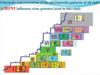 Schematic representation of the phylogenetic patterns of all eight
A/H1N1 influenza virus genomes used in this study
 
