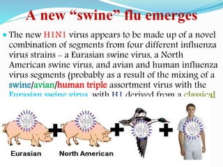 A new “swine” flu emerges
 The new H1N1 virus appears to be made up of a novel
combination of segments from four different influenza
virus strains - a Eurasian swine virus, a North
American swine virus, and avian and human influenza
virus segments (probably as a result of the mixing of a
swine/avian/human triple assortment virus with the
Eurasian swine virus, with H1 derived from a classical
swine virus and N1 from the Eurasian virus).
 