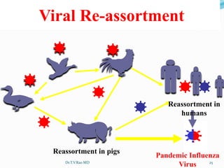 Viral Re-assortment
Reassortment in pigs
Reassortment in
humans
Pandemic Influenza
VirusDr.T.V.Rao MD 25
 