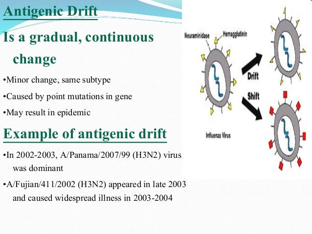 Avian essay flu pandemic virus virus
