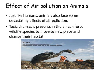 Effect of Air pollution on Animals
• Just like humans, animals also face some
devastating affects of air pollution.
• Toxic chemicals presents in the air can force
wildlife species to move to new place and
change their habitat
 