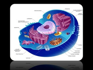 The fundamental unit of life ~ Cell
