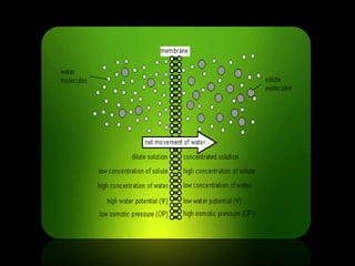 The fundamental unit of life ~ Cell