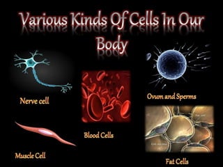 The fundamental unit of life ~ Cell