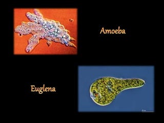 The fundamental unit of life ~ Cell