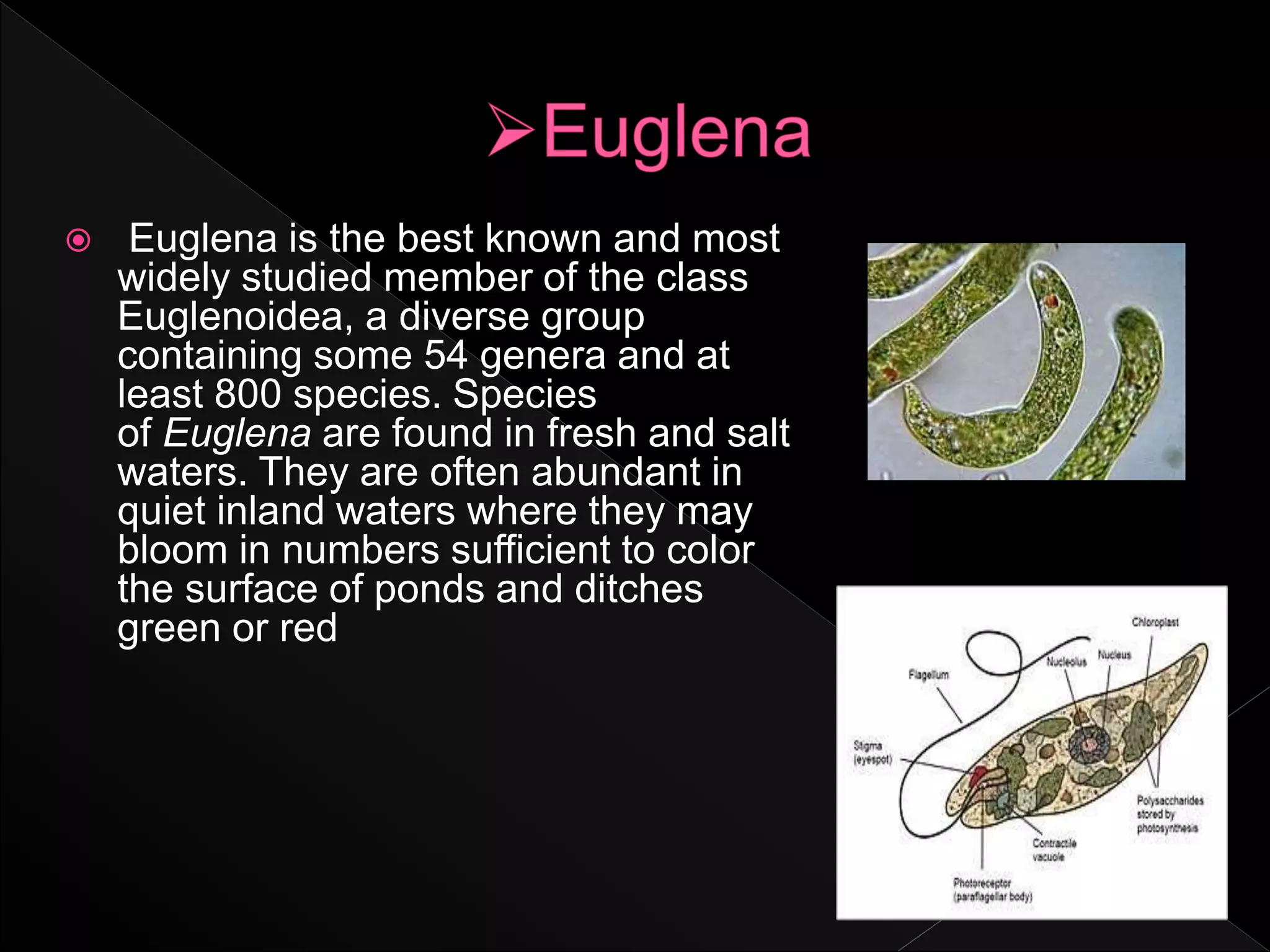  Euglena is the best known and most
widely studied member of the class
Euglenoidea, a diverse group
containing some 54 genera and at
least 800 species. Species
of Euglena are found in fresh and salt
waters. They are often abundant in
quiet inland waters where they may
bloom in numbers sufficient to color
the surface of ponds and ditches
green or red
 