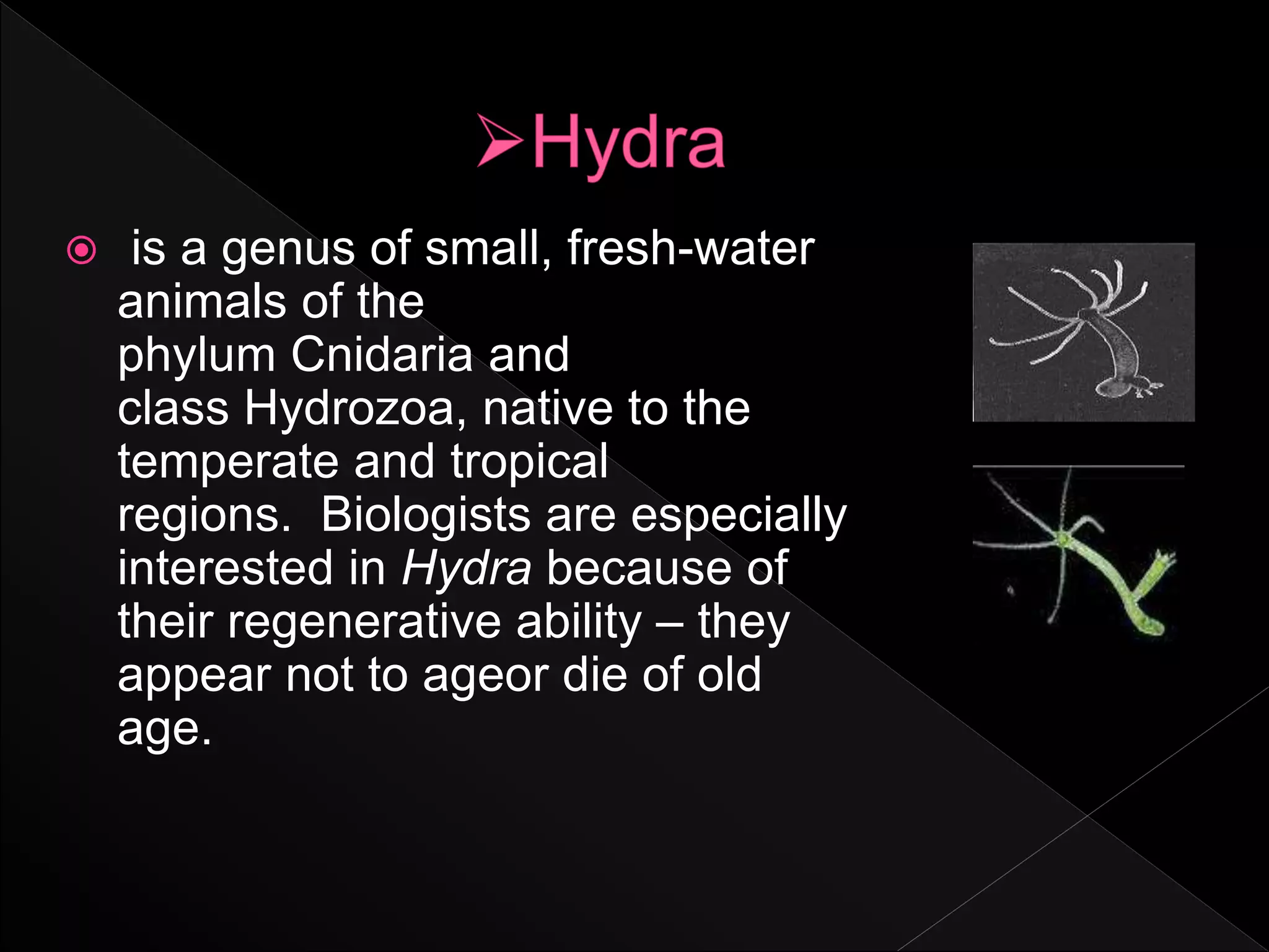  is a genus of small, fresh-water
animals of the
phylum Cnidaria and
class Hydrozoa, native to the
temperate and tropical
regions. Biologists are especially
interested in Hydra because of
their regenerative ability – they
appear not to ageor die of old
age.
 