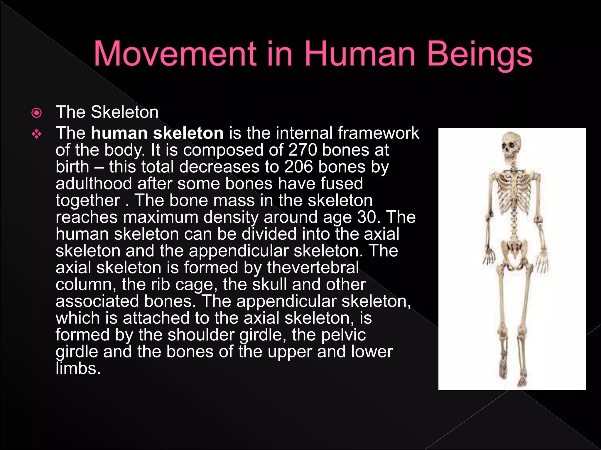  The Skeleton
 The human skeleton is the internal framework
of the body. It is composed of 270 bones at
birth – this total decreases to 206 bones by
adulthood after some bones have fused
together . The bone mass in the skeleton
reaches maximum density around age 30. The
human skeleton can be divided into the axial
skeleton and the appendicular skeleton. The
axial skeleton is formed by thevertebral
column, the rib cage, the skull and other
associated bones. The appendicular skeleton,
which is attached to the axial skeleton, is
formed by the shoulder girdle, the pelvic
girdle and the bones of the upper and lower
limbs.
 