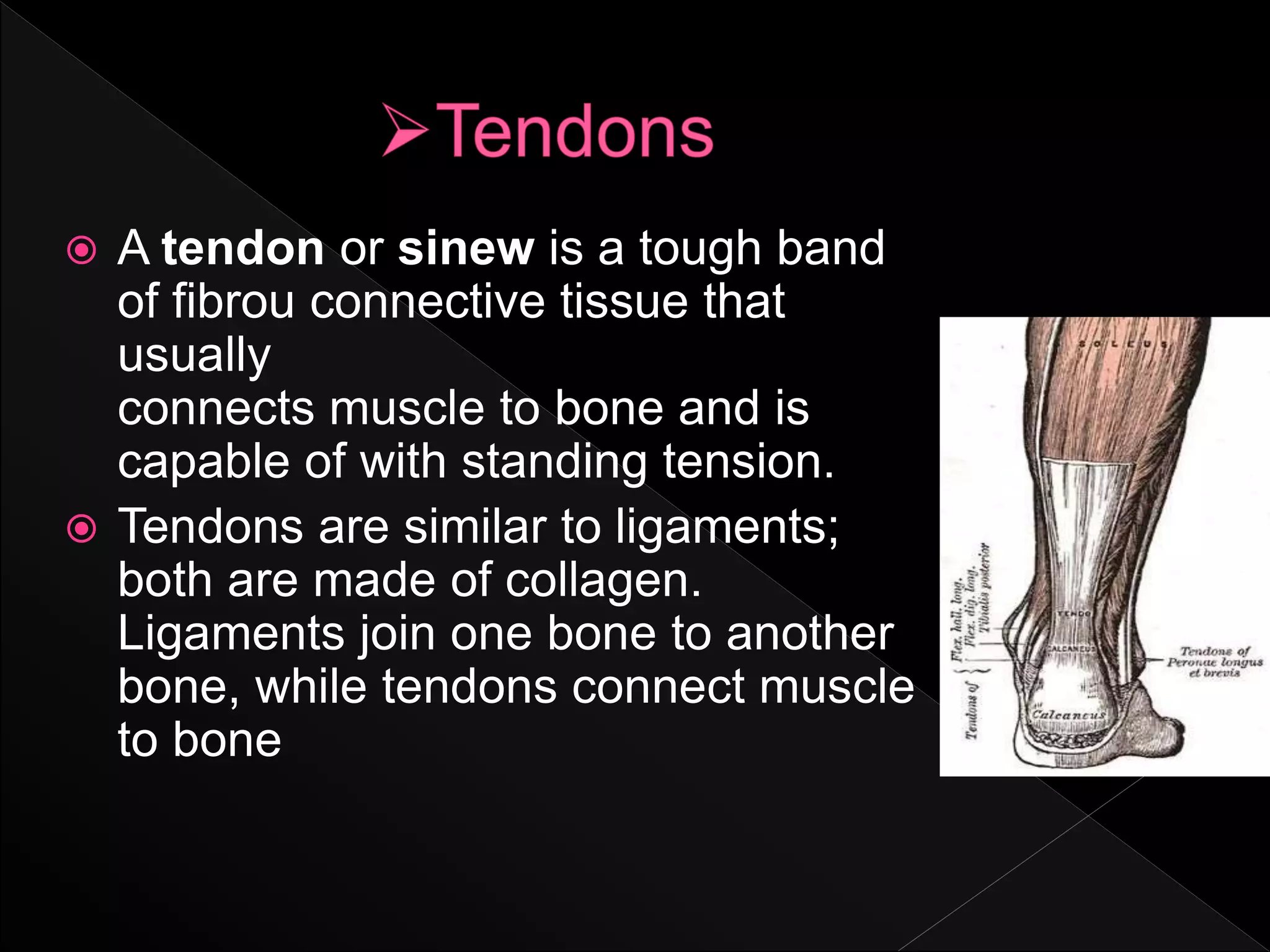  A tendon or sinew is a tough band
of fibrou connective tissue that
usually
connects muscle to bone and is
capable of with standing tension.
 Tendons are similar to ligaments;
both are made of collagen.
Ligaments join one bone to another
bone, while tendons connect muscle
to bone
 