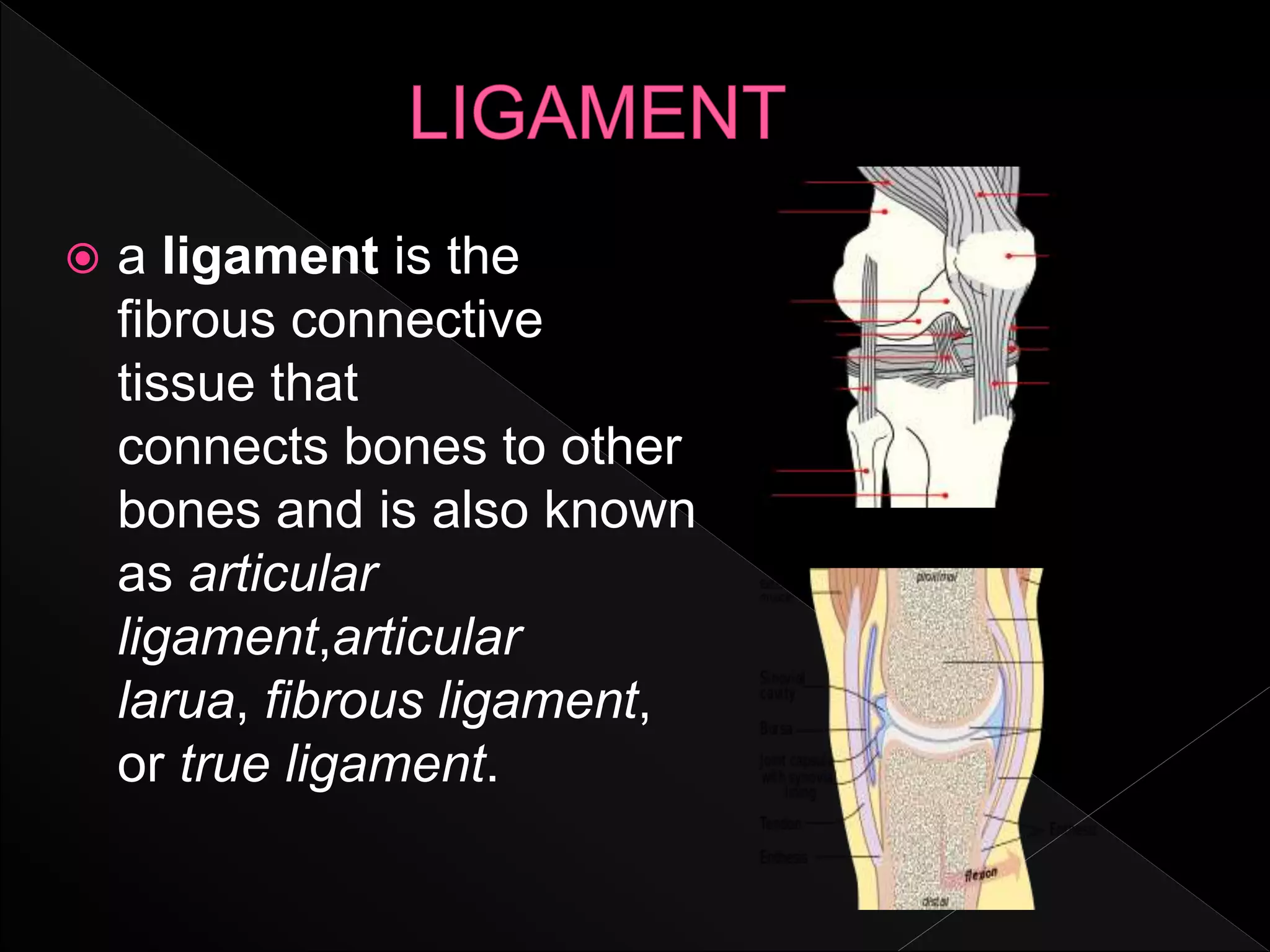  a ligament is the
fibrous connective
tissue that
connects bones to other
bones and is also known
as articular
ligament,articular
larua, fibrous ligament,
or true ligament.
 
