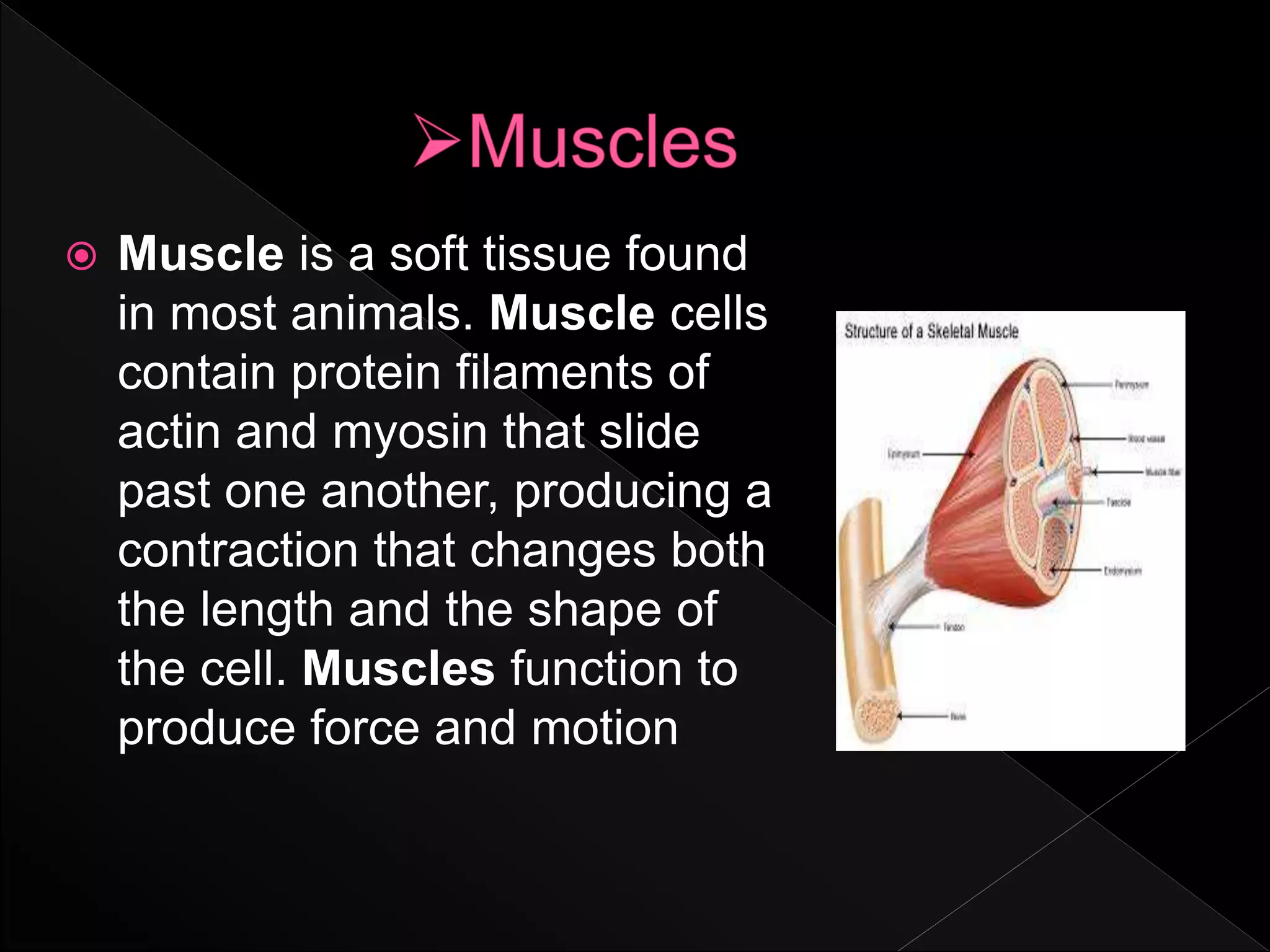  Muscle is a soft tissue found
in most animals. Muscle cells
contain protein filaments of
actin and myosin that slide
past one another, producing a
contraction that changes both
the length and the shape of
the cell. Muscles function to
produce force and motion
 
