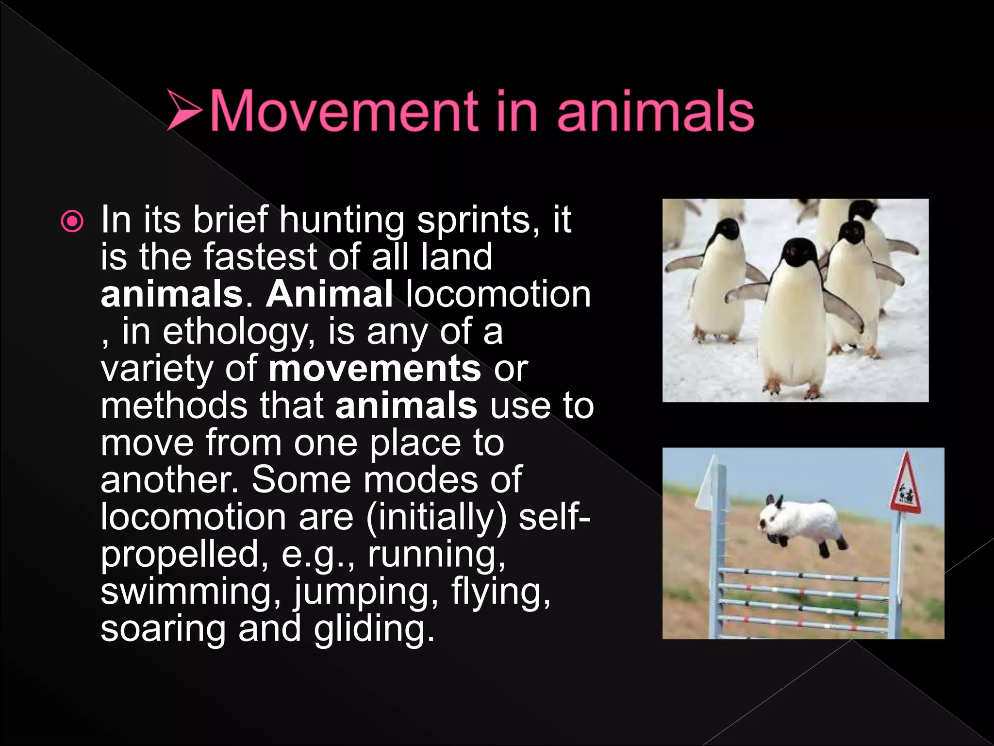  In its brief hunting sprints, it
is the fastest of all land
animals. Animal locomotion
, in ethology, is any of a
variety of movements or
methods that animals use to
move from one place to
another. Some modes of
locomotion are (initially) self-
propelled, e.g., running,
swimming, jumping, flying,
soaring and gliding.
 