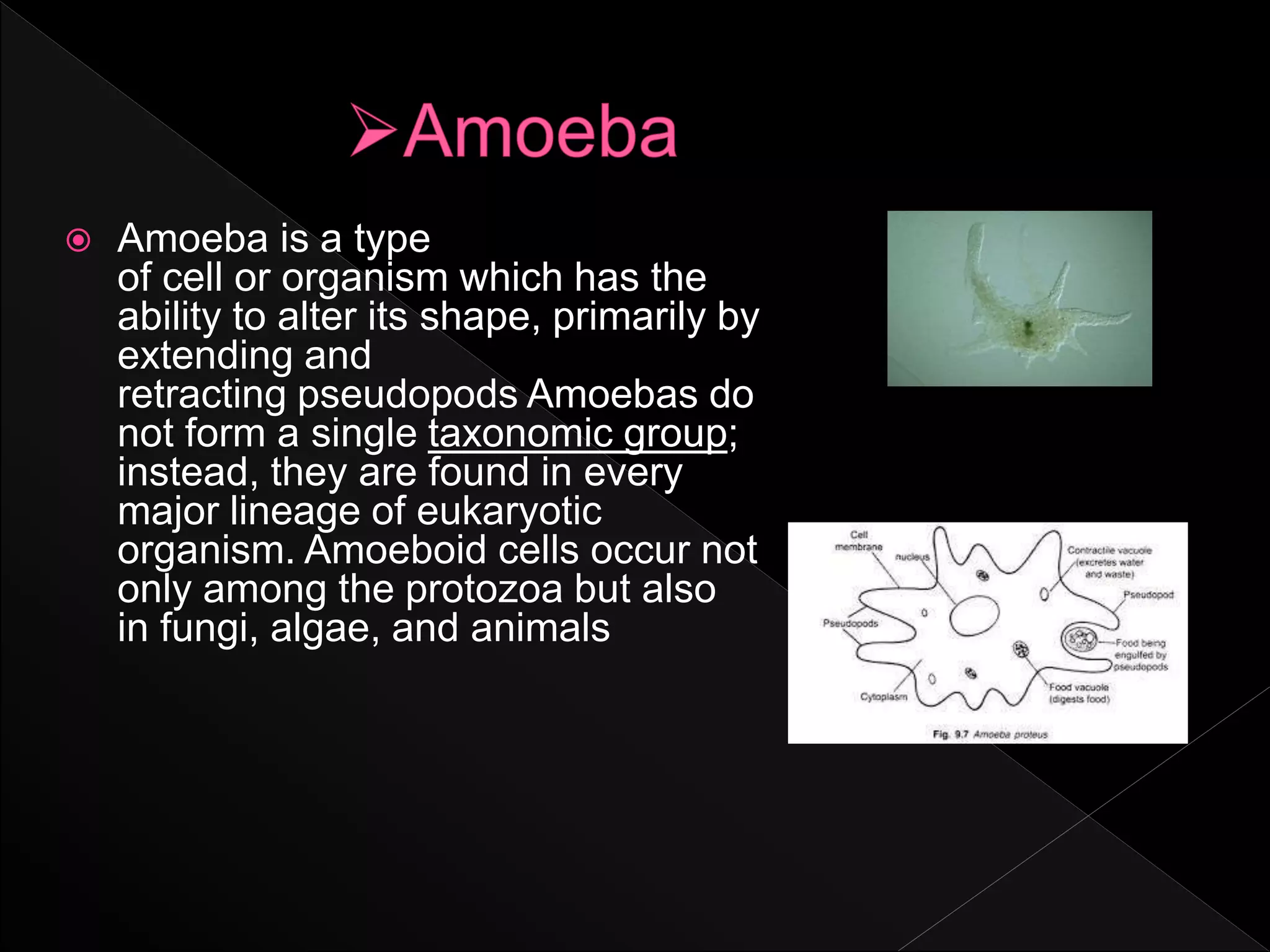 Amoeba is a type
of cell or organism which has the
ability to alter its shape, primarily by
extending and
retracting pseudopods Amoebas do
not form a single taxonomic group;
instead, they are found in every
major lineage of eukaryotic
organism. Amoeboid cells occur not
only among the protozoa but also
in fungi, algae, and animals
 