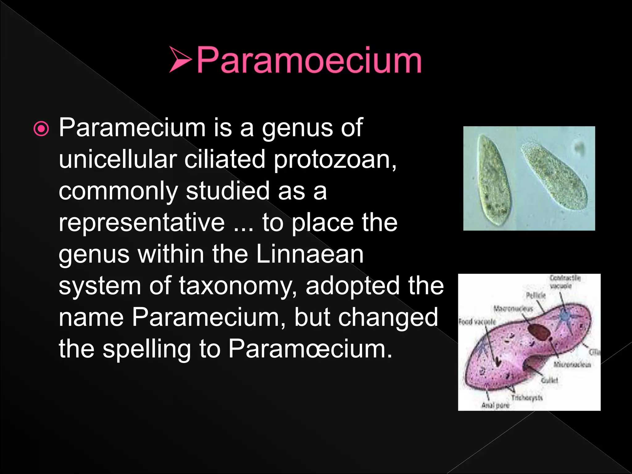  Paramecium is a genus of
unicellular ciliated protozoan,
commonly studied as a
representative ... to place the
genus within the Linnaean
system of taxonomy, adopted the
name Paramecium, but changed
the spelling to Paramœcium.
 
