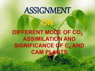 ASSIGNMENT
ON
DIFFERENT MODE OF CO2
ASSIMILATION AND
SIGNIFICANCE OF C4 AND
CAM PLANTS
 
