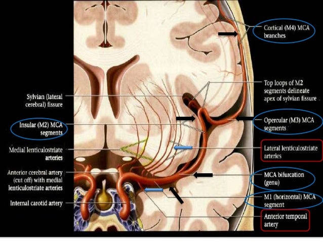 ARTERIAL AND VENOUS SUPPLY OF BRAIN