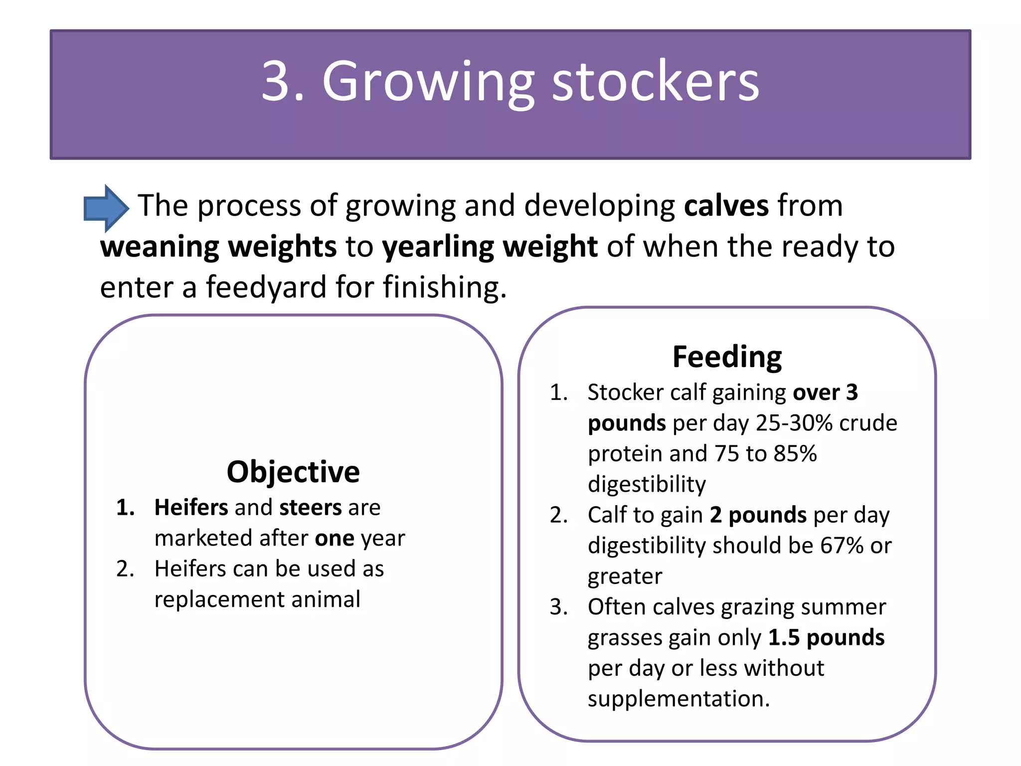 Beef production system | PPTX