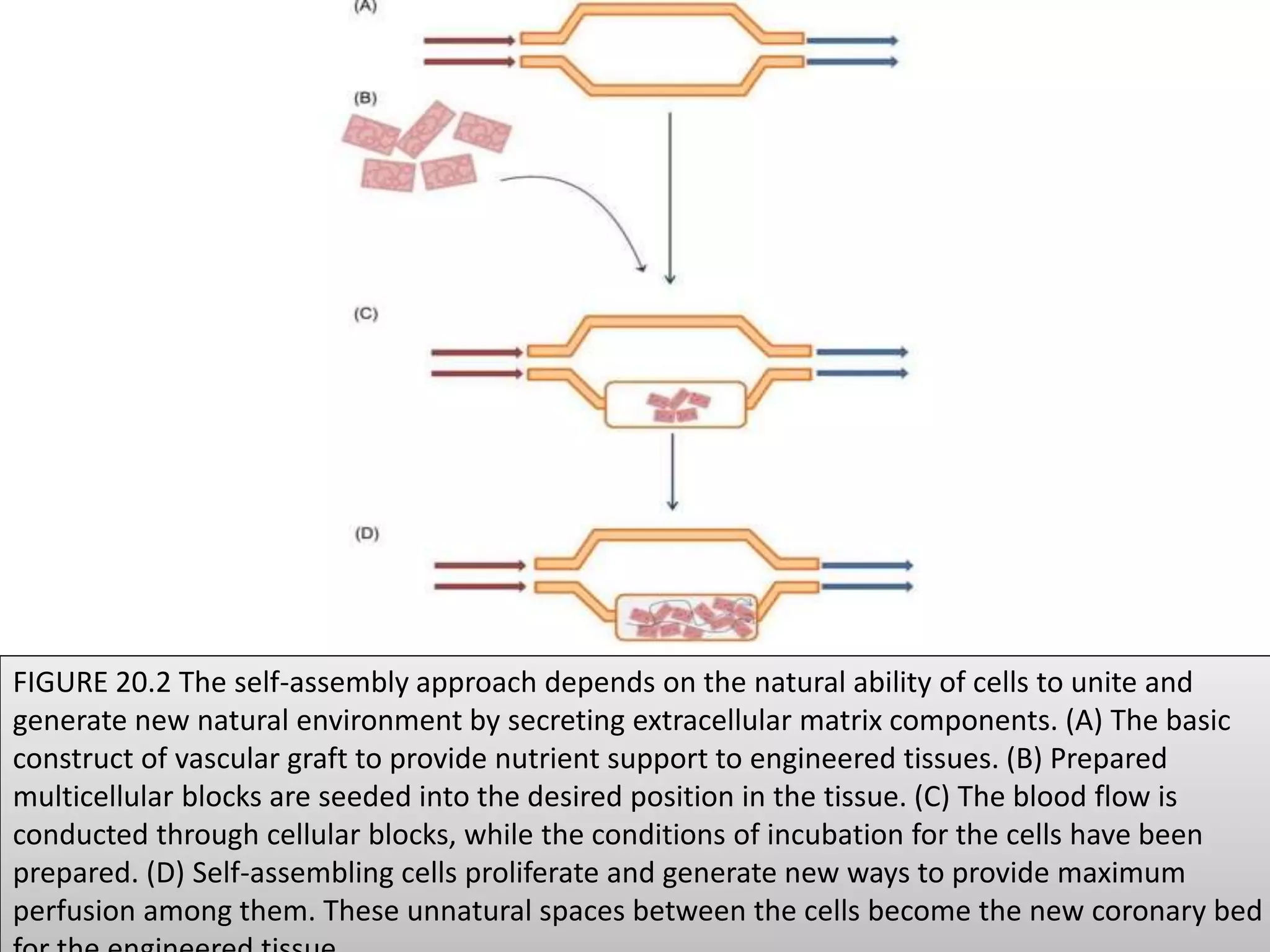 FIGURE 20.2 The self-assembly approach depends on the natural ability of cells to unite and
generate new natural environment by secreting extracellular matrix components. (A) The basic
construct of vascular graft to provide nutrient support to engineered tissues. (B) Prepared
multicellular blocks are seeded into the desired position in the tissue. (C) The blood flow is
conducted through cellular blocks, while the conditions of incubation for the cells have been
prepared. (D) Self-assembling cells proliferate and generate new ways to provide maximum
perfusion among them. These unnatural spaces between the cells become the new coronary bed
 