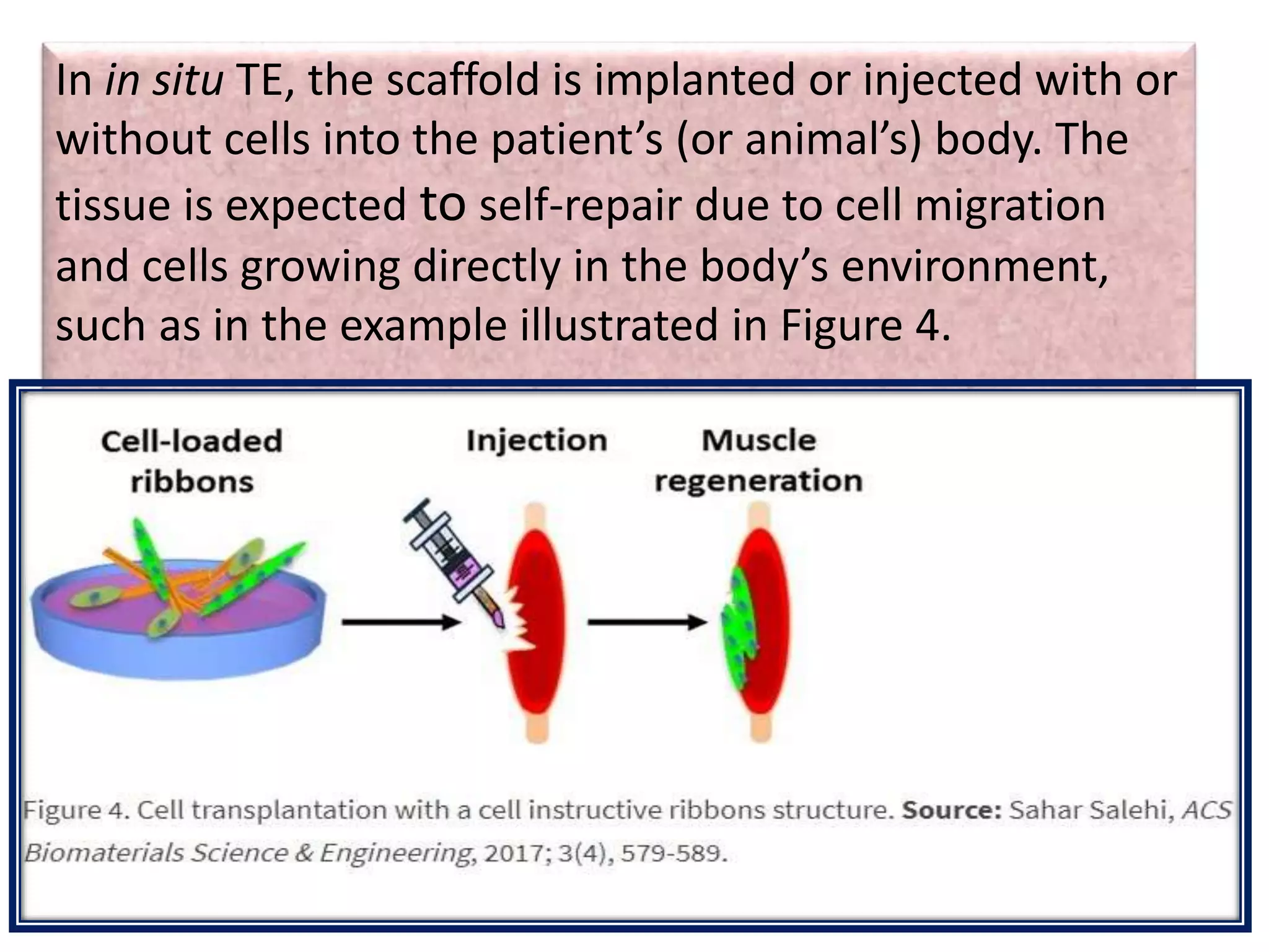In in situ TE, the scaffold is implanted or injected with or
without cells into the patient’s (or animal’s) body. The
tissue is expected to self-repair due to cell migration
and cells growing directly in the body’s environment,
such as in the example illustrated in Figure 4.
 