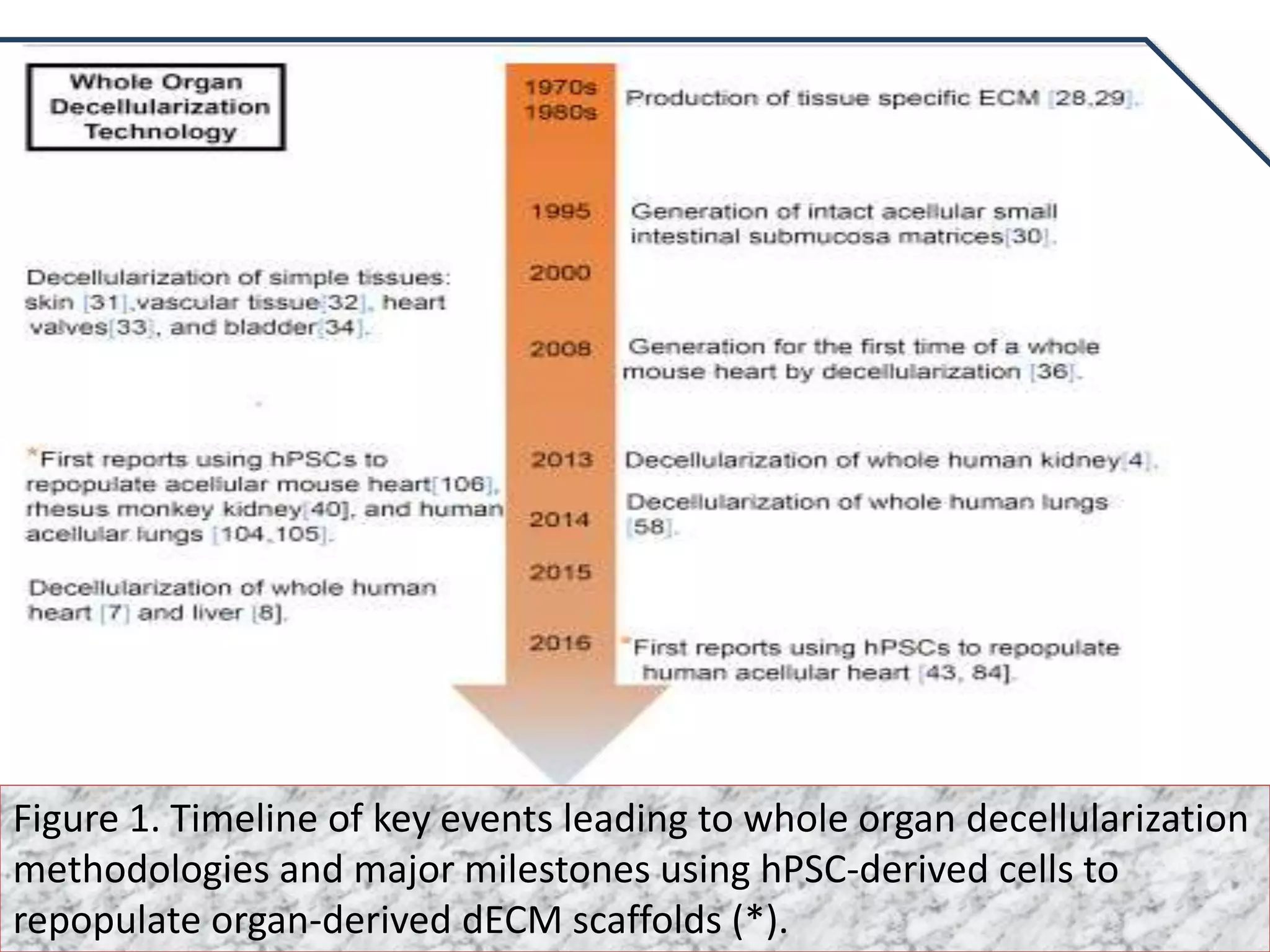 Figure 1. Timeline of key events leading to whole organ decellularization
methodologies and major milestones using hPSC-derived cells to
repopulate organ-derived dECM scaffolds (*).
 