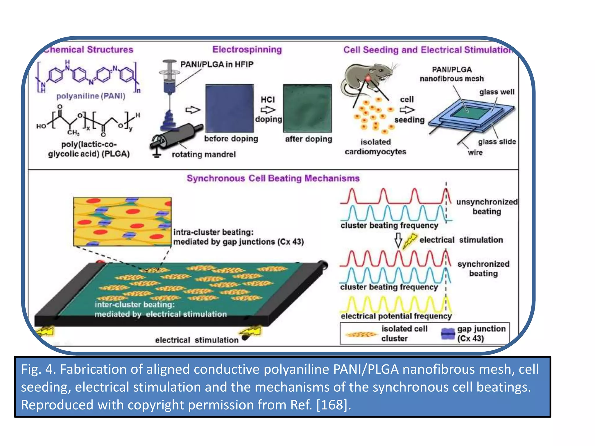 Fig. 4. Fabrication of aligned conductive polyaniline PANI/PLGA nanofibrous mesh, cell
seeding, electrical stimulation and the mechanisms of the synchronous cell beatings.
Reproduced with copyright permission from Ref. [168].
 