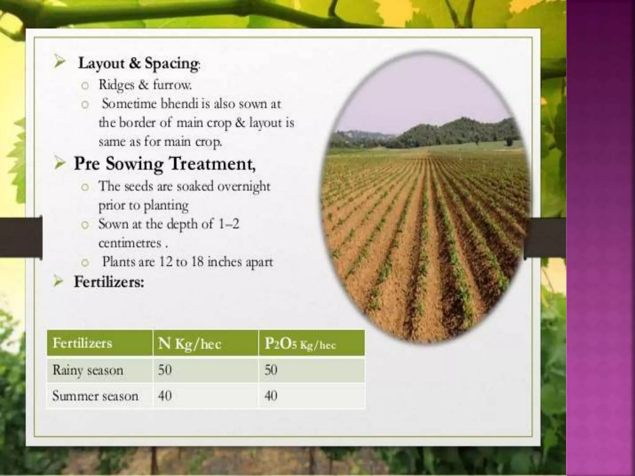 cultivation practices of okra PPT