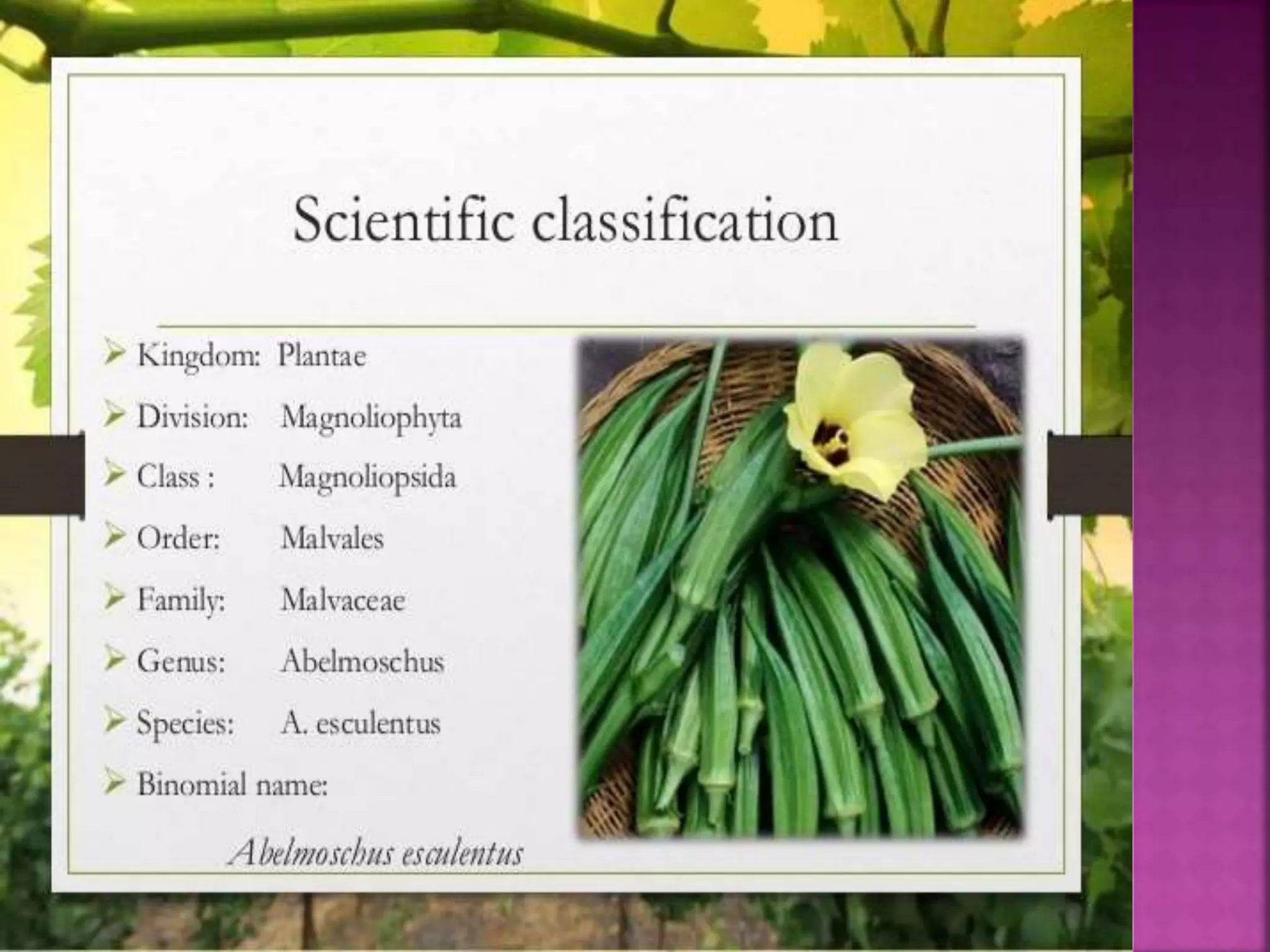 cultivation practices of okra PPT