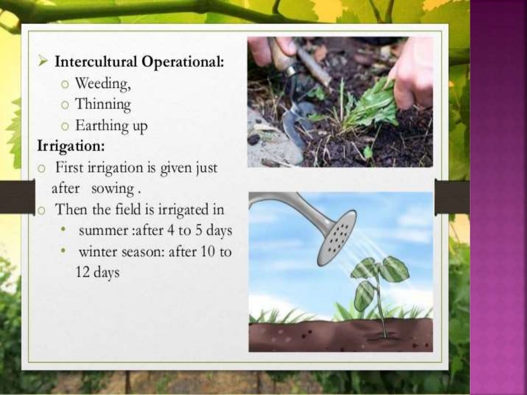 cultivation practices of okra