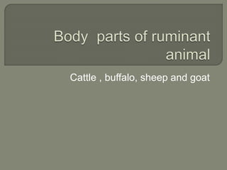 Cattle , buffalo, sheep and goat
 
