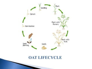 OAT LIFECYCLE
 
