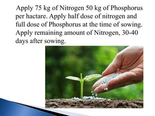 Apply 75 kg of Nitrogen 50 kg of Phosphorus
per hactare. Apply half dose of nitrogen and
full dose of Phosphorus at the time of sowing.
Apply remaining amount of Nitrogen, 30-40
days after sowing.
 