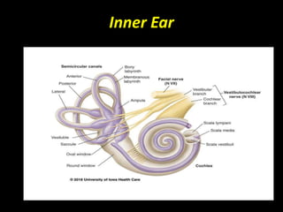 Inner Ear
 