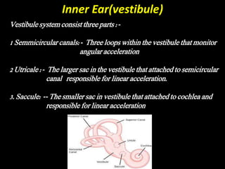 Inner Ear(vestibule)
Vestibule system consist three parts :-
1 Semmicircular canals:- Three loops within the vestibule that monitor
angular acceleration
2 Utricale :- The larger sac in the vestibule that attached to semicircular
canal responsible for linear acceleration.
3. Saccule: -- The smaller sac in vestibule that attached to cochlea and
responsible for linear acceleration
 