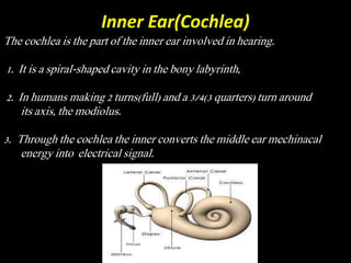 Inner Ear(Cochlea)
The cochlea is the part of the inner ear involved in hearing.
1. It is a spiral-shaped cavity in the bony labyrinth,
2. In humans making 2 turns(full) and a 3/4(3 quarters) turn around
its axis, the modiolus.
3. Through the cochlea the inner converts the middle ear mechinacal
energy into electrical signal.
 