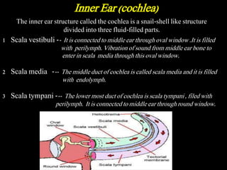 The inner ear structure called the cochlea is a snail-shell like structure
divided into three fluid-filled parts.
1 Scala vestibuli -- It is connected to middle ear through oval window .It is filled
with perilymph. Vibration of sound from middle ear bone to
enter in scala media through this oval window.
2 Scala media --- The middle duct of cochlea is called scala media and it is filled
with endolymph.
3 Scala tympani --- The lower most duct of cochlea is scala tympani , filed with
perilymph. It is connected to middle ear through round window.
Inner Ear (cochlea)
 