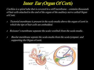 Cochlea is a spiral tube that is covered in a stiff membrane. - contains thousands
of hair cells attached to the end of the organ of the auditory nerve called Organ
of Corti.
1 Tectorial membrane is present in the scala media above the organ of corti in
which the tips of hair cells are embedded.
2 Reissner’s membrane separate the scala vestibuli from the scala media .
3 Basilar membrane seprate the scala media from the scala tympani and
supporting the Organ of corti.
Inner Ear (Organ Of Corti)
 