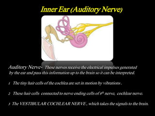 Inner Ear (Auditory Nerve)
Auditory Nerve- These nerves receive the electrical impulses generated
by the ear and pass this information up to the brain so it can be interpreted.
1 The tiny hair cells of the cochlea are set in motion by vibrations .
2 These hair cells connected to nerve ending cells of 8th nerve, cochlear nerve.
3 The VESTIBULAR COCHLEAR NERVE , which takes the signals to the brain.
 
