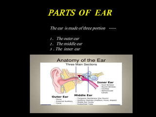 PARTS OF EAR
The ear is made of three portion -----
1 . The outer ear
2 . The middle ear
3 . The inner ear
 
