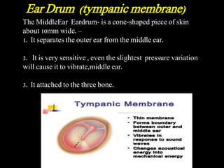 The MiddleEar Eardrum- is a cone-shaped piece of skin
about 10mm wide. –
1. It separates the outer ear from the middle ear.
2. It is very sensitive , even the slightest pressure variation
will cause it to vibrate,middle ear.
3. It attached to the three bone.
Ear Drum (tympanic membrane)
 