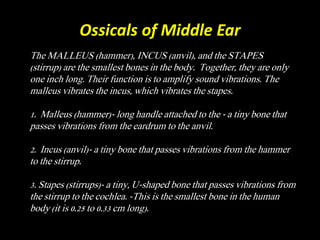 Ossicals of Middle Ear
The MALLEUS (hammer), INCUS (anvil), and the STAPES
(stirrup) are the smallest bones in the body. Together, they are only
one inch long. Their function is to amplify sound vibrations. The
malleus vibrates the incus, which vibrates the stapes.
1. Malleus (hammer)- long handle attached to the - a tiny bone that
passes vibrations from the eardrum to the anvil.
2. Incus (anvil)- a tiny bone that passes vibrations from the hammer
to the stirrup.
3. Stapes (stirrups)- a tiny, U-shaped bone that passes vibrations from
the stirrup to the cochlea. -This is the smallest bone in the human
body (it is 0.25 to 0.33 cm long).
 