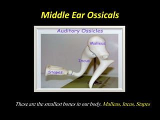 Middle Ear Ossicals
These are the smallest bones in our body. Malleus, Incus, Stapes
 