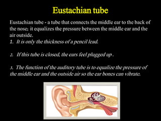 Eustachian tube - a tube that connects the middle ear to the back of
the nose; it equalizes the pressure between the middle ear and the
air outside.
1. It is only the thickness of a pencil lead.
2. If this tube is closed, the ears feel plugged up .
3. The function of the auditory tube is to equalize the pressure of
the middle ear and the outside air so the ear bones can vibrate.
Eustachian tube
 