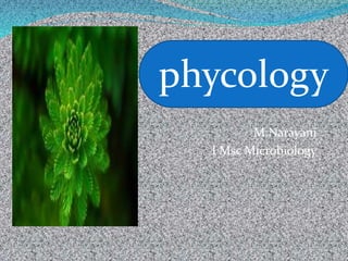 M.Narayani
I Msc Microbiology
phycology
 