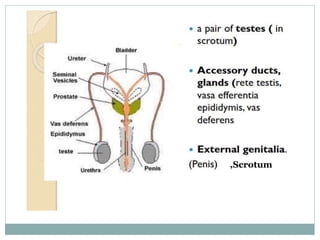 ,Scrotum
 