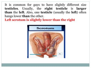 It is common for guys to have slightly different size
testicles. Usually, the right testicle is larger
than the left. Also, one testicle (usually the left) often
hangs lower than the other.
Left scrotum is slightly lower than the right
 