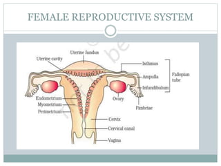 FEMALE REPRODUCTIVE SYSTEM
 