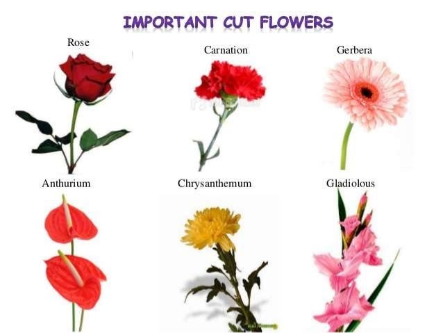 post harvest management of cut flower , cut flower ,harvest manageme…