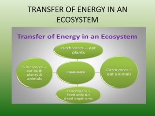 TRANSFER OF ENERGY IN AN
ECOSYSTEM
 